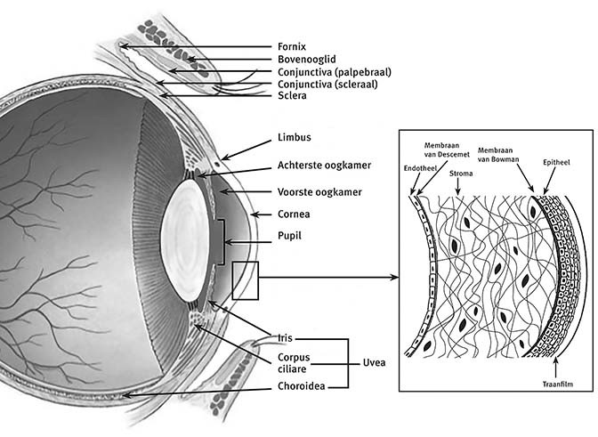 oog en oogtrauma | NHG-Richtlijnen