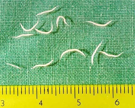 enterobius vermicularis behandeling